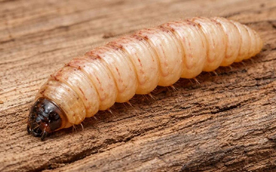 Todo lo que necesitas saber sobre la miasis: síntomas y prevención del gusano barrenador