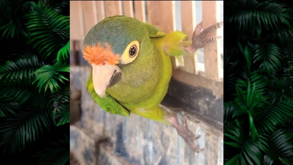 Más de 40 Animales Exóticos Asegurados en un Operativo por el Día de Reyes en Michoacán