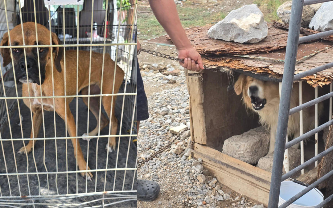 Fiscalía de Ciudad Juárez Rescata 789 Animales Maltratados en 2025