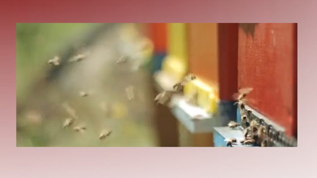 Atienden ataque de abejas en Lyford; autoridades piden a residentes permanecer bajo resguardo