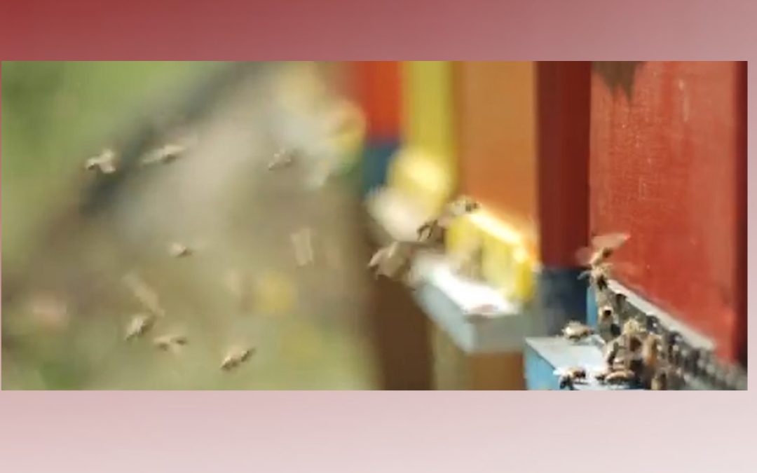 Identifican a hombre que murió tras ataque de abejas en el condado Cameron