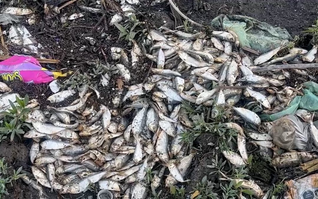 Peces muertos en la presa Abelardo L. Rodríguez: Alerta por contaminación en Tijuana