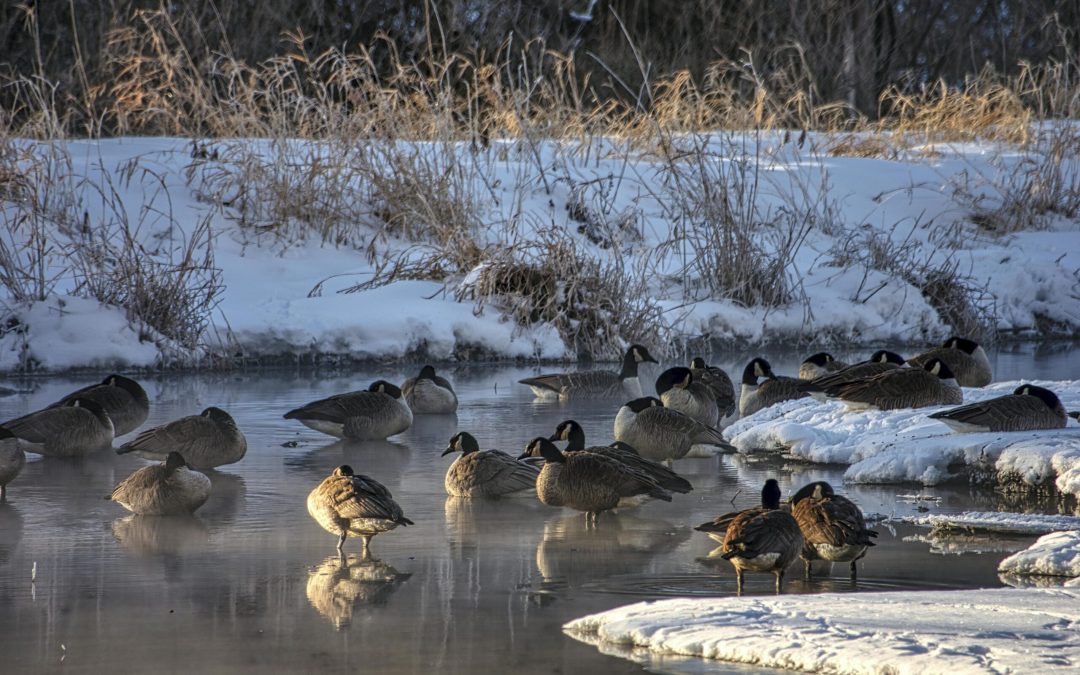 Patos Migratorios: Especies que Invaden el Área Metropolitana de Denver Este Invierno