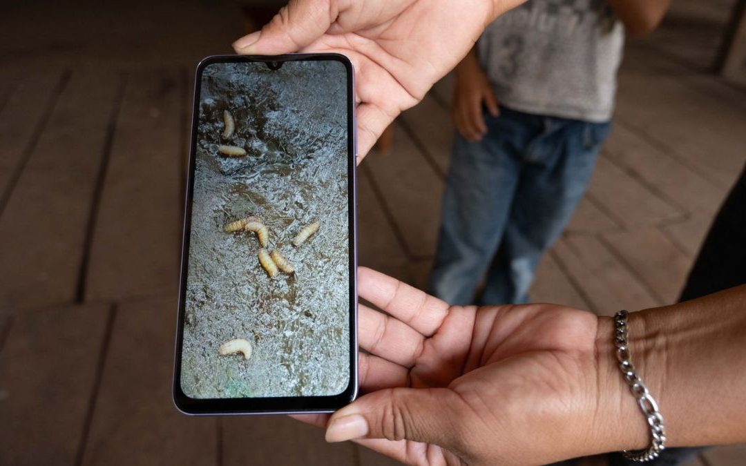 Edomex: Detectan Primer Caso de Gusano Barrenador en Ganado y Activan Fase Preventiva