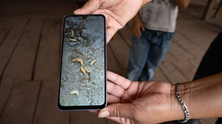 Edomex: Detectan Primer Caso de Gusano Barrenador en Ganado y Activan Fase Preventiva