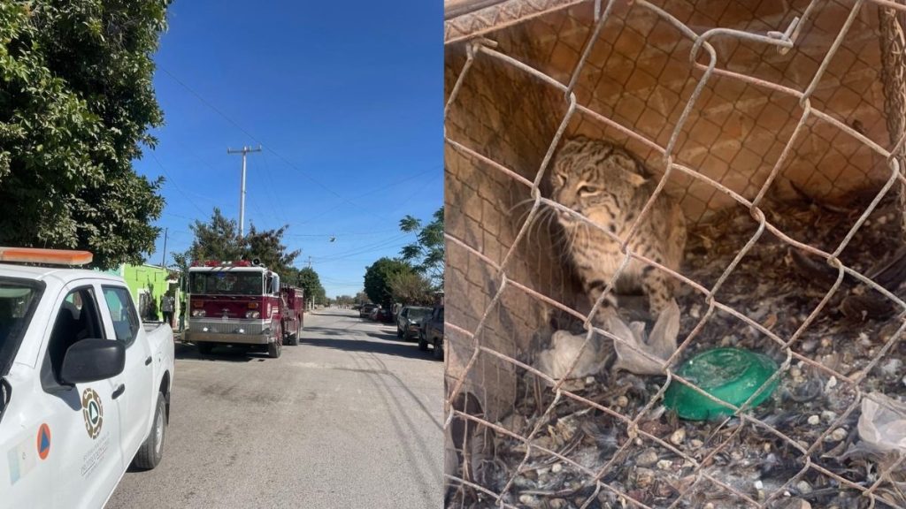 Gato Montés Activa Sistemas de Emergencia en San Pedro: Un Incidente Inesperado