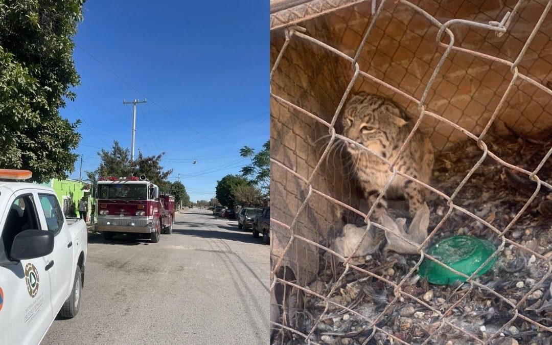 Gato Montés Activa Sistemas de Emergencia en San Pedro: Un Incidente Inesperado