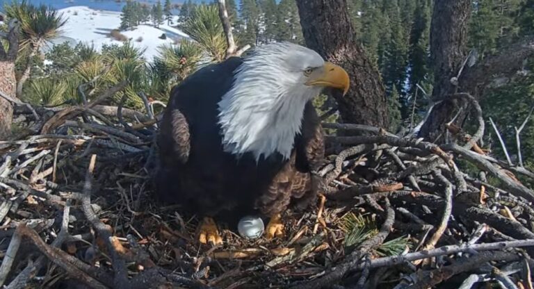 Nuevo Huevo de Jackie: Renace la Esperanza para el Águila Calva en Big Bear