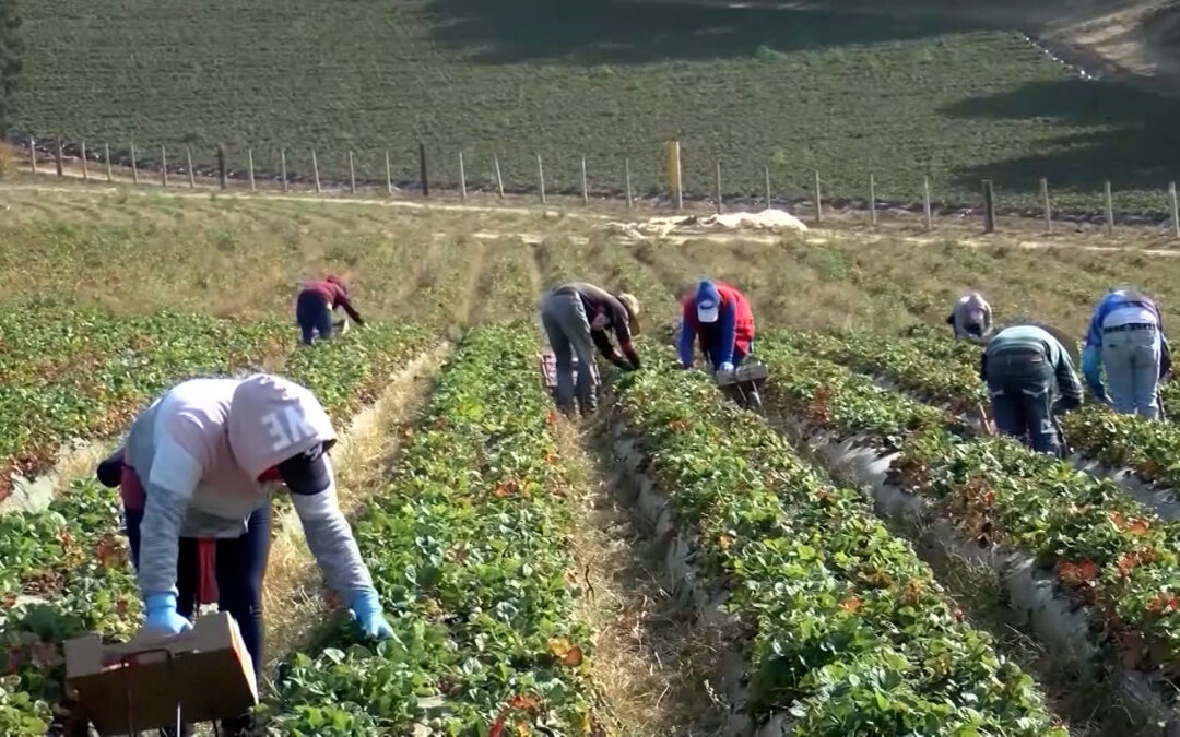 Calidad del Aire Pone en Riesgo a Trabajadores Agrícolas en el Valle de Coachella