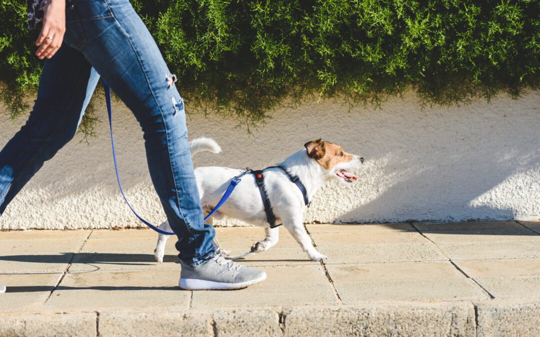 Chula Vista Acogerá el Segundo ‘Walk a Dog Day’ en el Refugio de Animales