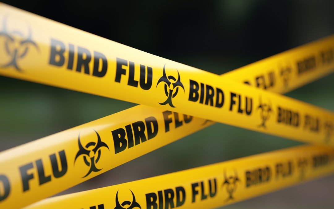 Aumento de Influenza Aviar en Colorado en 2026: Brotes Alarmantes en Granjas y Aves Silvestres