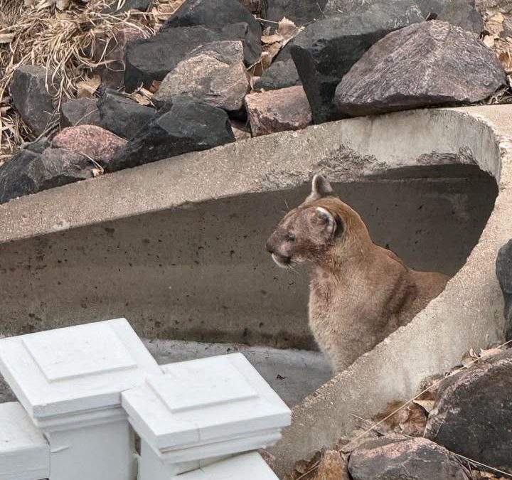 Alerta a Dueños de Mascotas: Pumas en Jefferson County Ponen en Riesgo a Animales Domésticos