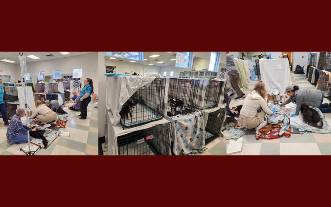 Bienestar Animal de Albuquerque Lanza el Primer Spay and Neuter Blitz de 2026 para Combatir la Sobrepoblación Animal