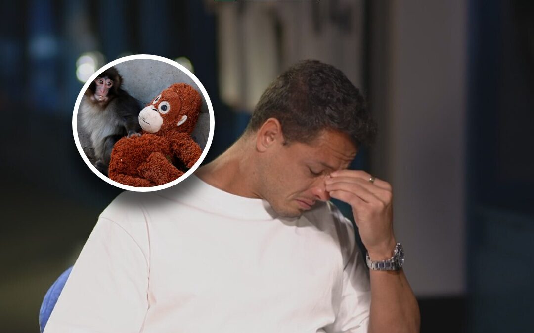 Chicharito Llorando: Su Comparación Emocional con el Mono Viral ‘Punch’