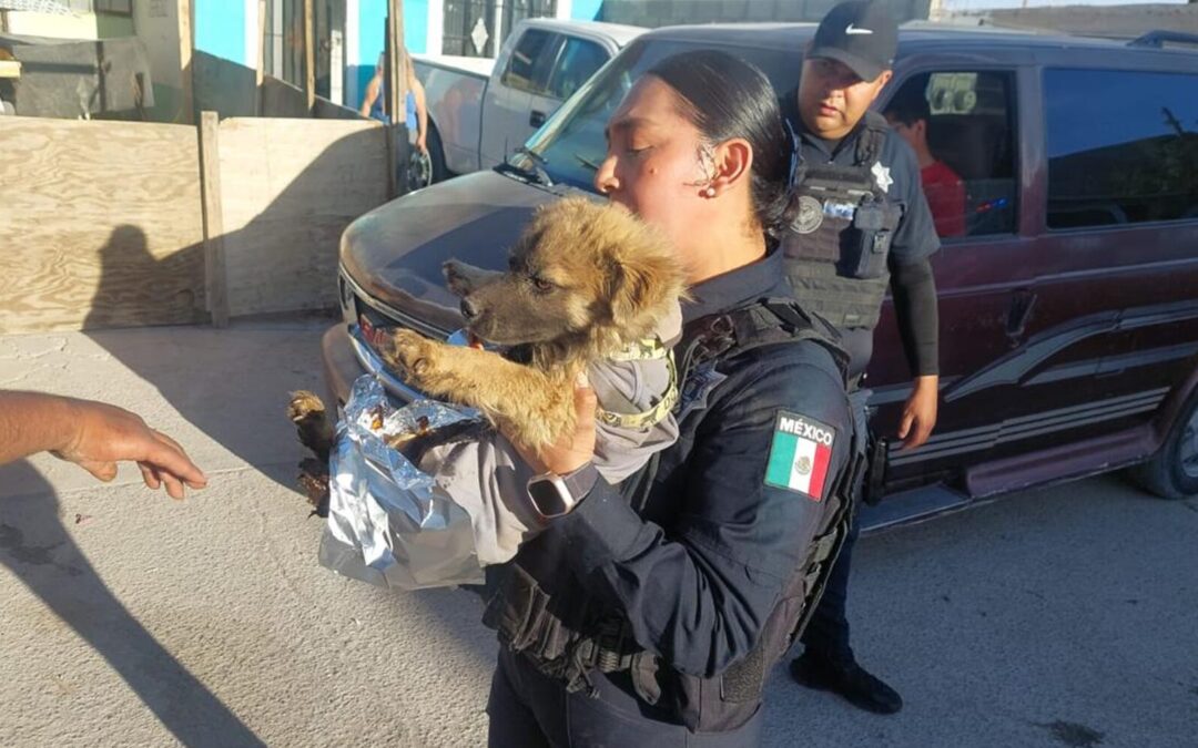 Incendio en Ciudad Juárez: Rescatan a Perros Atrapados en Villas del Sur