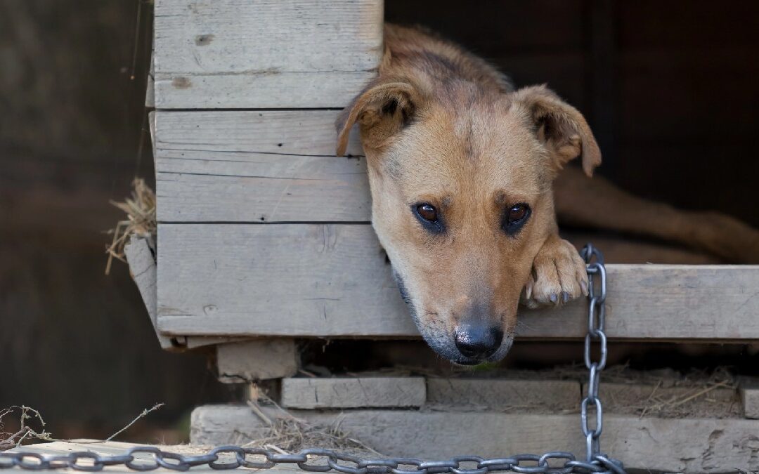 Rumania en el centro de la polémica por sacrificio de más de un millón de perros
