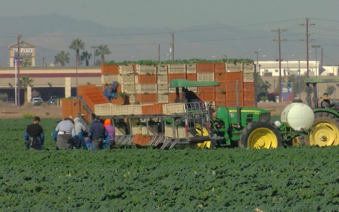 California ofrecerá productos menstruales gratuitos a trabajadoras agrícolas desde 2027