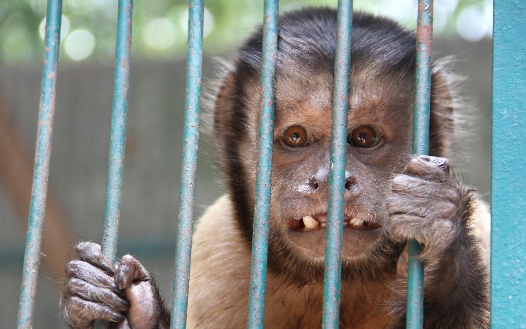El Club de los Animalitos de Tehuacán cierra: Controversias y cierre definitivo