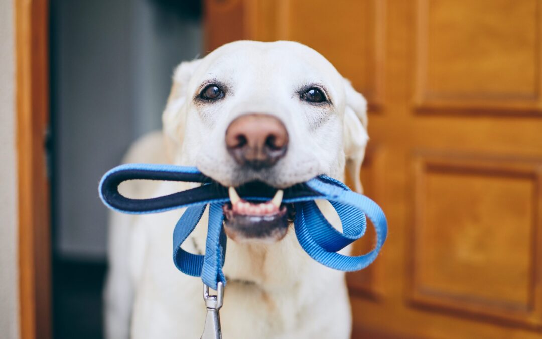 San Diego Humane Society: Abierto el Registro para las Caminatas de Perros en 2024
