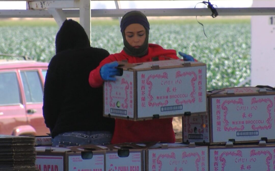 Proponen Productos Menstruales Gratuitos para Trabajadoras del Campo en California