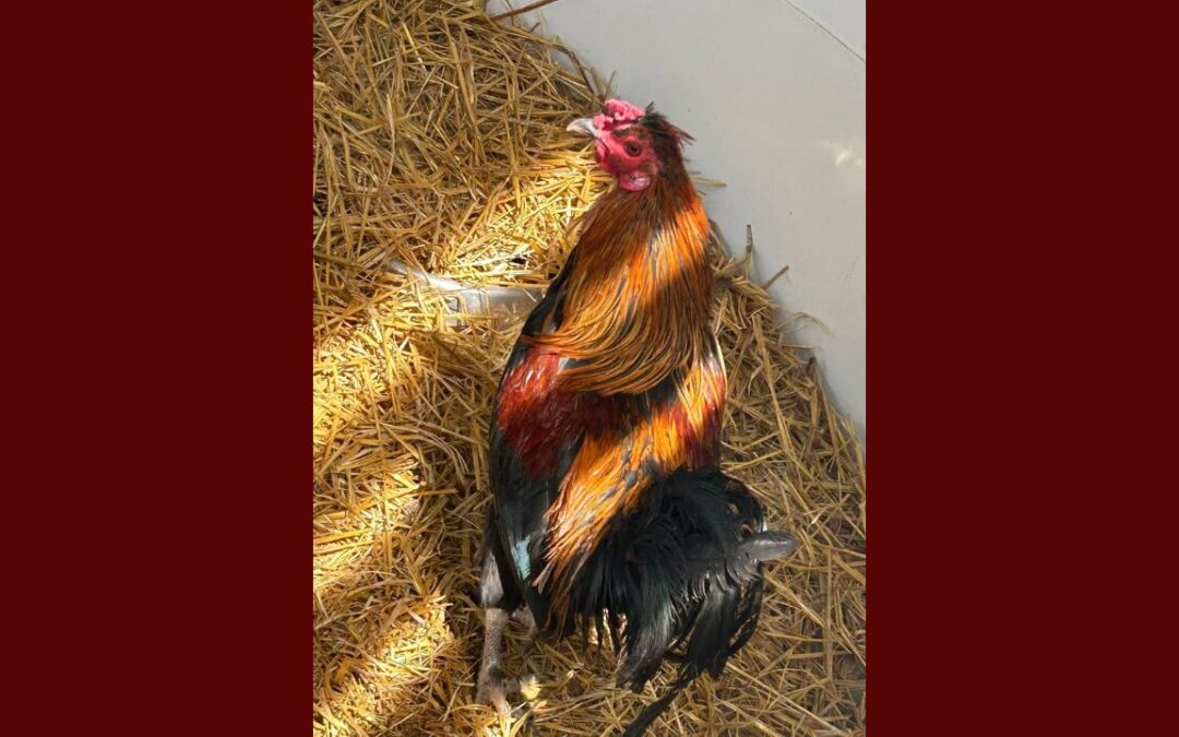Rescate de Gallo en Santa Fe: ¡Adopta y Dale un Nuevo Hogar!