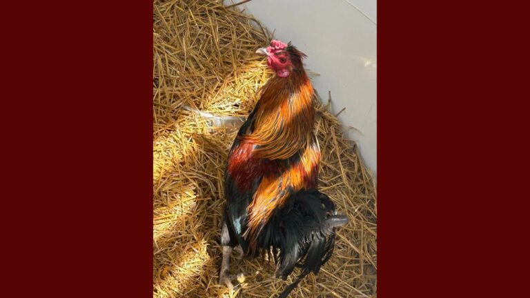 Rescate de Gallo en Santa Fe: ¡Adopta y Dale un Nuevo Hogar!