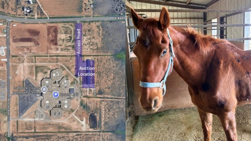 Subasta Pública de Caballo Extraviado en Lubbock Anunciada por el Sheriff del Condado