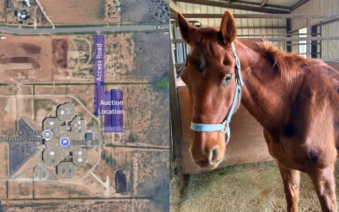 Subasta Pública de Caballo Extraviado en Lubbock Anunciada por el Sheriff del Condado