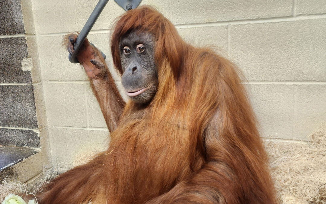 Orangután de Sumatra en Denver Espera su Primera Cría, un Hito para la Conservación