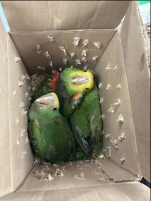 Descubren intento de contrabando de tres loros vivos en Brownsville.
