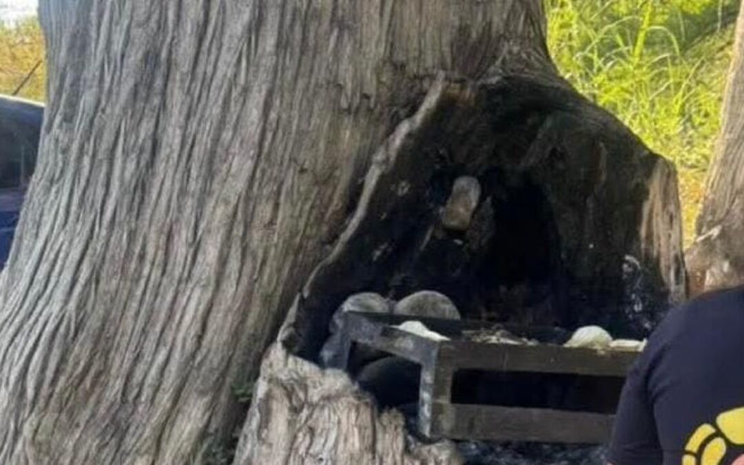 Escándalo en Allende: Detenidos por Usar Árbol como Asador