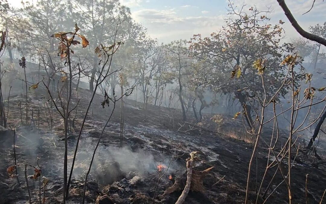 Alarma en La Primavera: Incendio Destruye 200 Hectáreas de Zona Reforestada