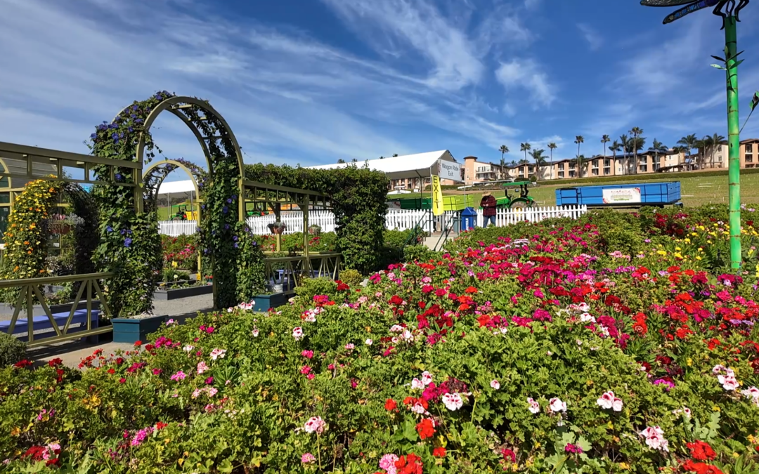80 Millones de Flores Transforman Carlsbad en el Destino Primaveral Más Colorido de California