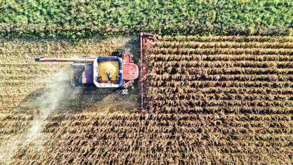 Día Mundial del Campo 2026: Celebración y Conmemoración en México
