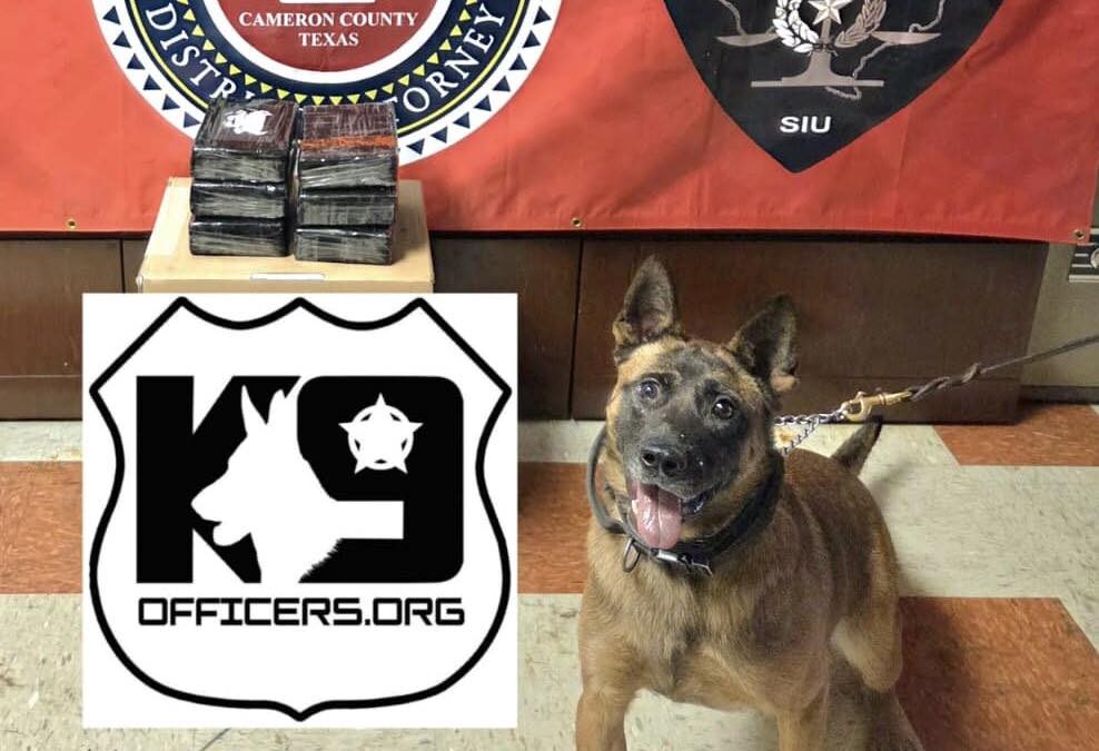 Fiscalía del Condado Cameron presenta al K-9 “Yak” contra narcotráfico