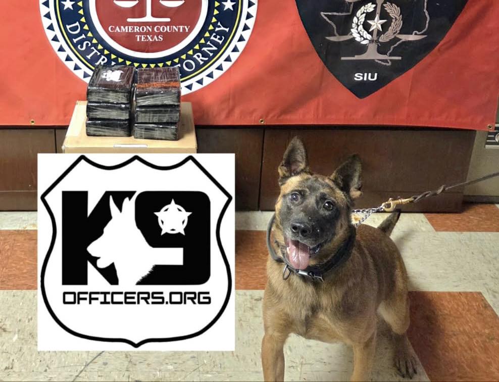 Fiscalía del Condado Cameron presenta al K-9 “Yak” contra narcotráfico