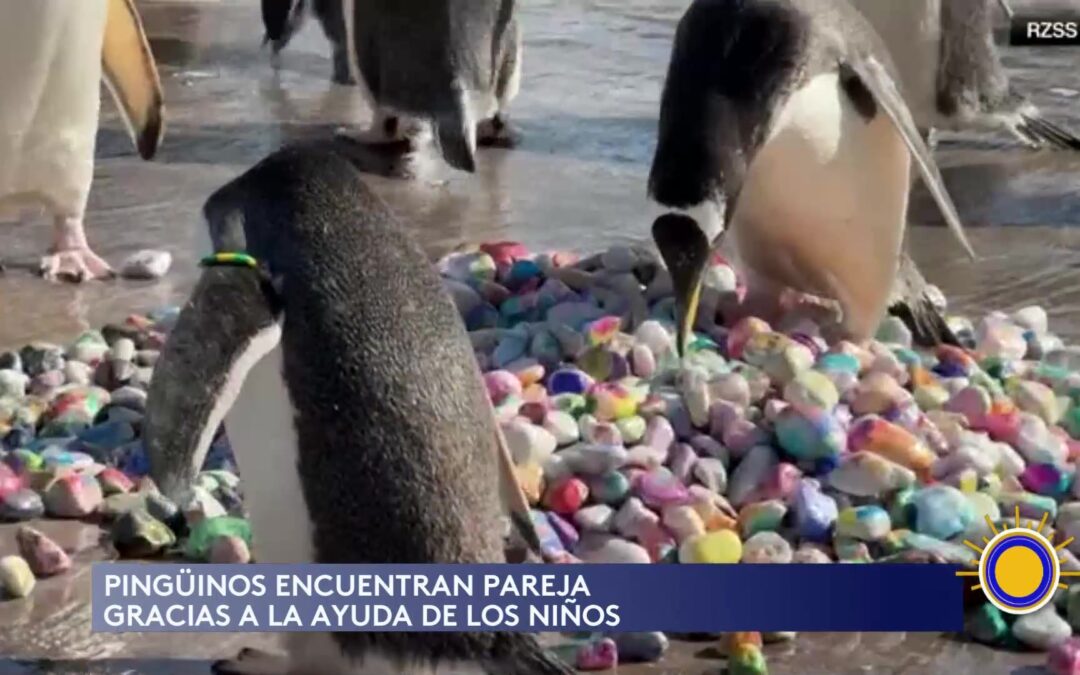 Pingüinos Encuentran Amor Con La Ayuda De Niños