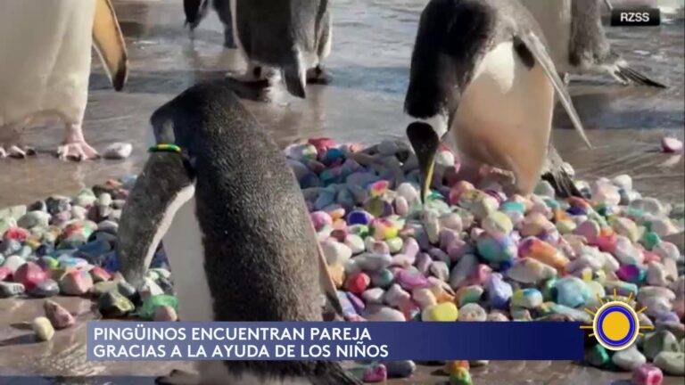 Pingüinos Encuentran Amor Con La Ayuda De Niños