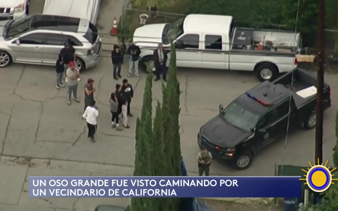 Oso Pardo Genera Alerta en Vecindario de California