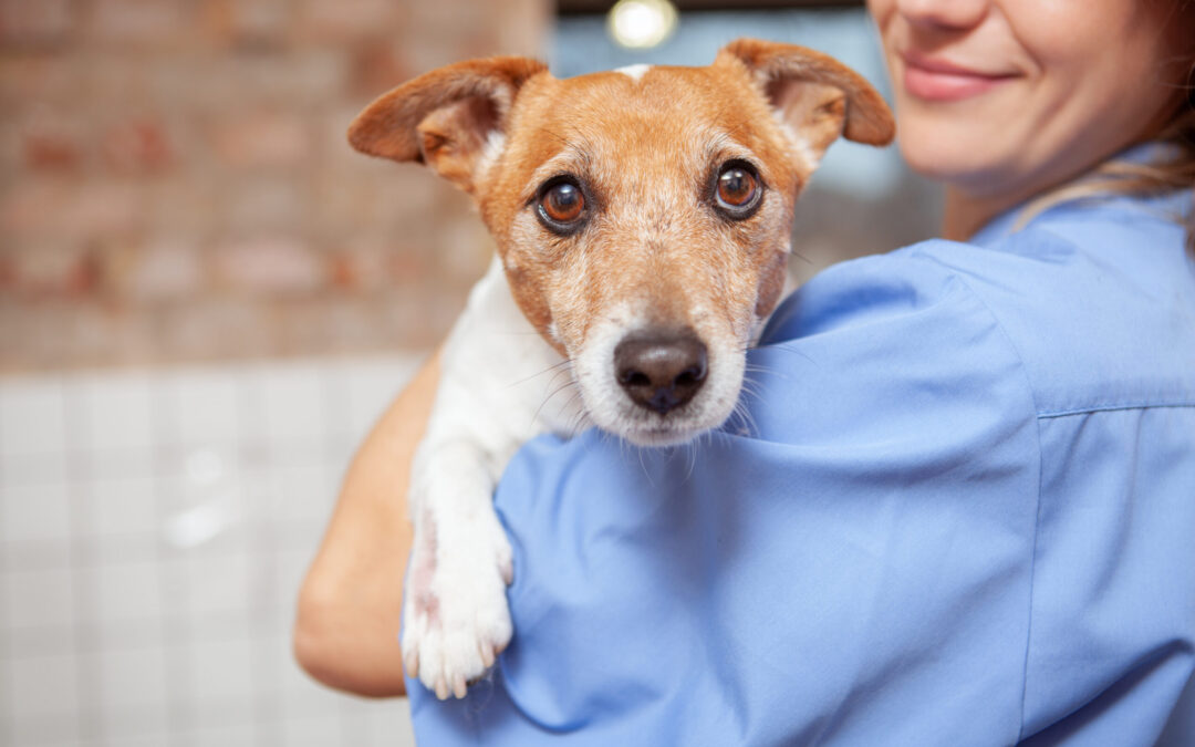 Esterilización Accesible de Mascotas Impulsa el Bienestar Animal en Mexicali