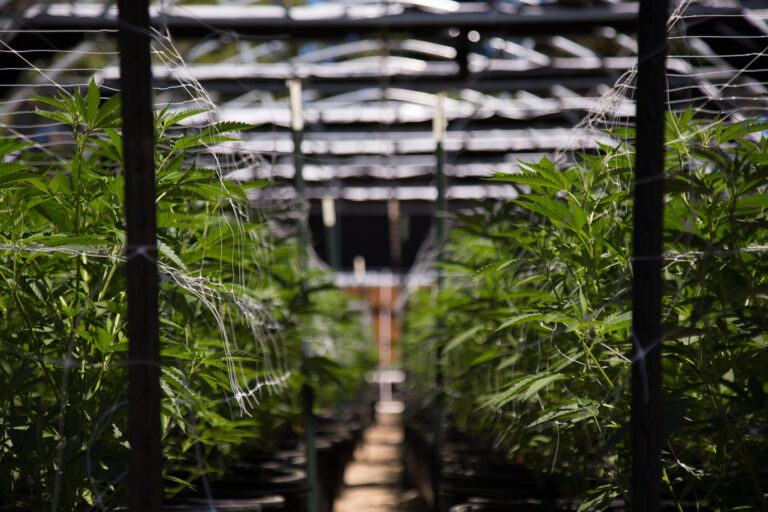 Massachusetts Implementa Cambios Importantes en la Regulación de la Marihuana