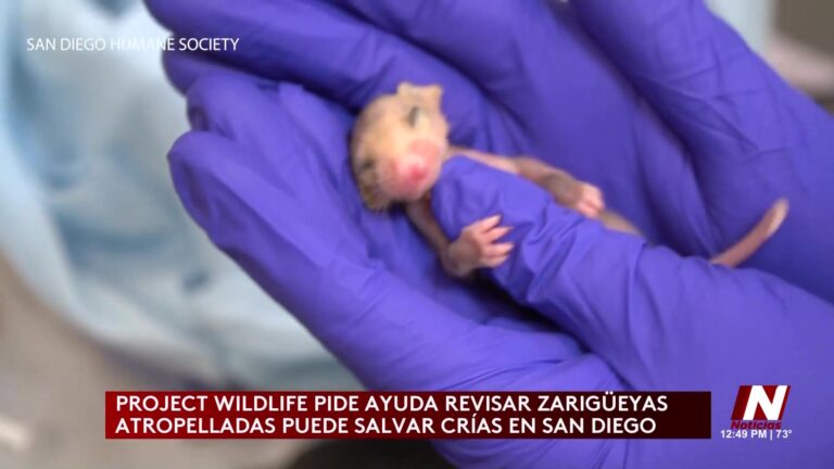 Rescate de Sarigüeyas en San Diego: Un Llamado Urgente para la Conservación