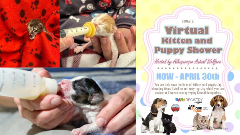Albuquerque lanza campaña para ayudar a cachorros huérfanos este verano