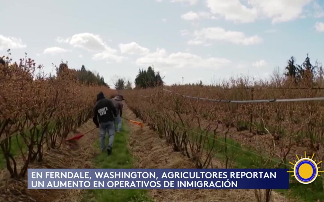 Aumento De Operativos De Inmigración En El Sector Agrícola