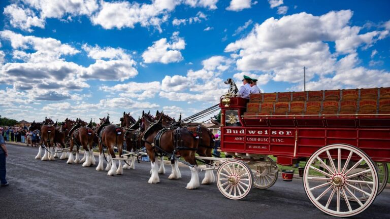 Clydesdales de Budweiser Encantan a la Comunidad en Fort Concho, San Angelo