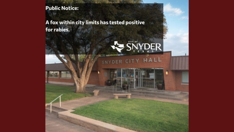 Alerta de Rabia en Snyder, Texas: Caso de Zorro Infectado Genera Precauciones