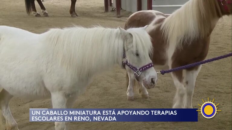 Caballo Miniatura Apoya En Terapias Escolares