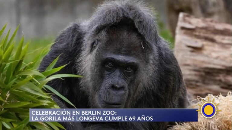 Celebración En El Zoológico De Berlín: Gorila Más Longeva Cumple 69 Años