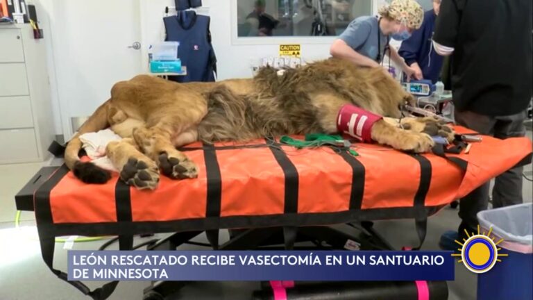 León Recibió Vasectomía En Santuario De Vida Silvestre