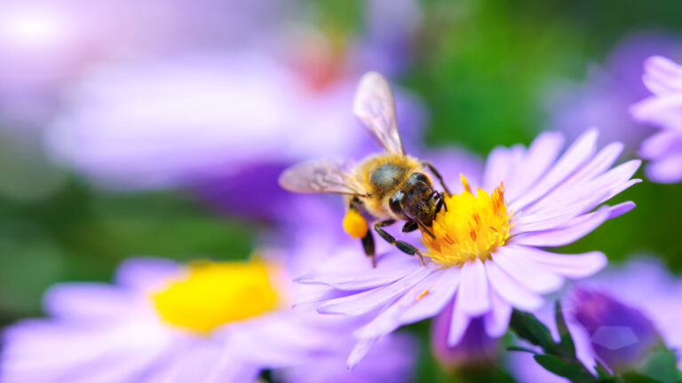 Protección Efectiva para su Jardín Durante la Sequía en Colorado